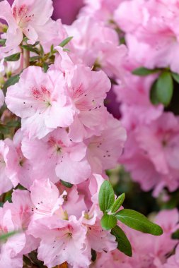 güzel pembe açelya çiçekleri