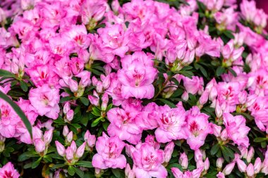 güzel pembe açelya çiçekleri