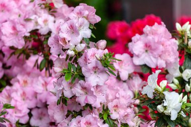 güzel pembe açelya çiçekleri