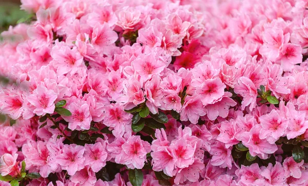 Bellissimi fiori di azalea rosa — Foto Stock