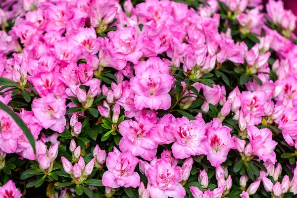 güzel pembe açelya çiçekleri