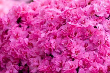 güzel pembe açelya çiçekleri