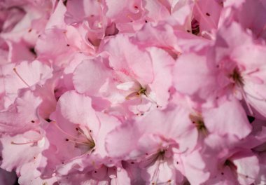 güzel pembe açelya çiçekleri