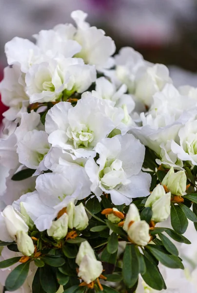 Frumoase flori de azalea albe — Fotografie, imagine de stoc