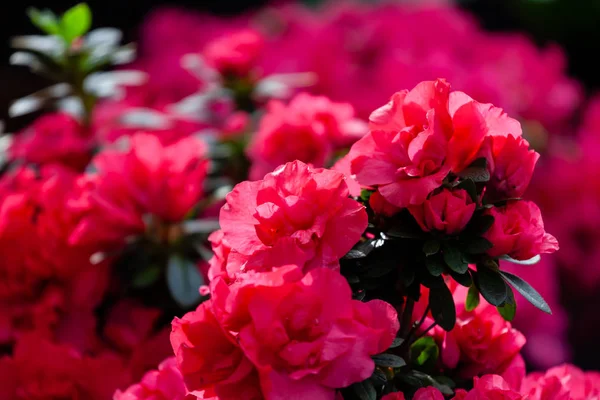 Hermosas flores rojas de azalea —  Fotos de Stock