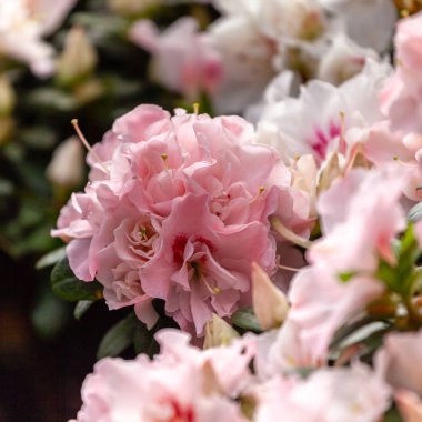 güzel pembe açelya çiçekleri