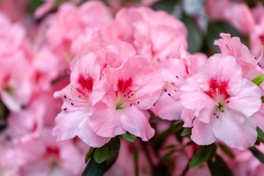 güzel pembe açelya çiçekleri