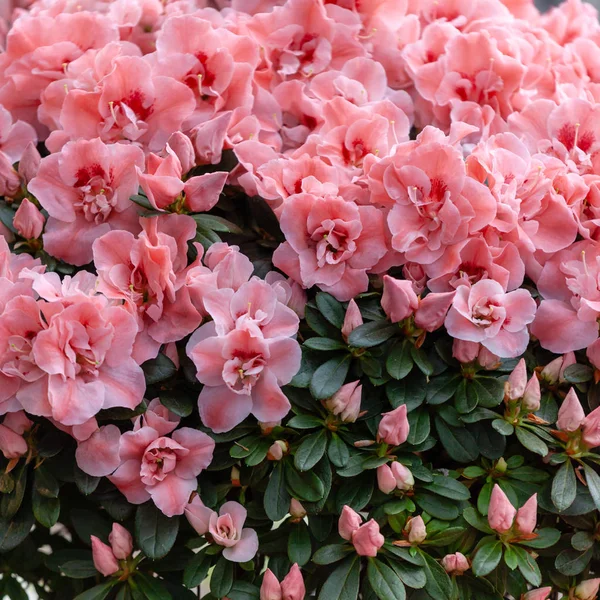 Belas flores de azálea rosa — Fotografia de Stock