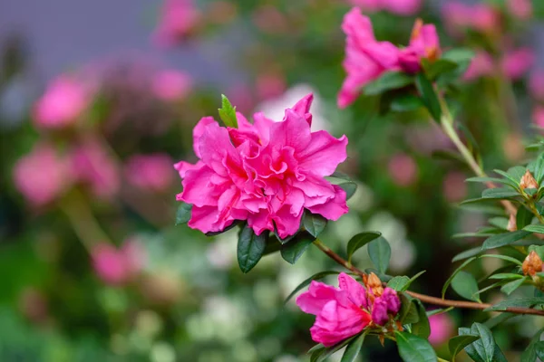 Belas flores de azálea rosa — Fotografia de Stock