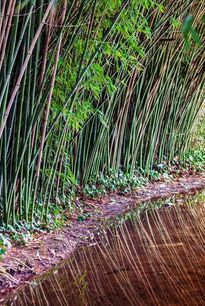 Bamboo stalks on water