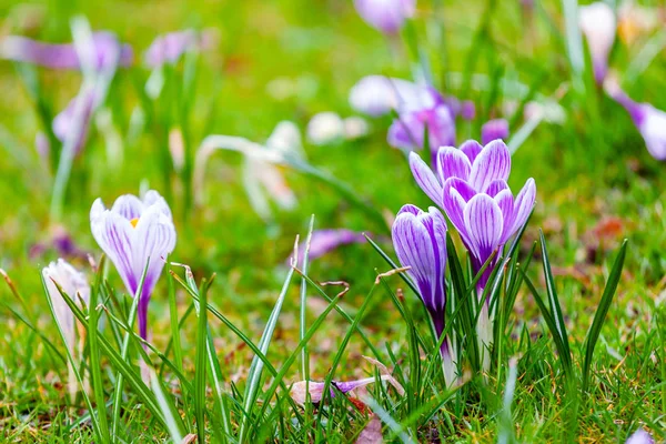 Krokus ungu di taman — Stok Foto