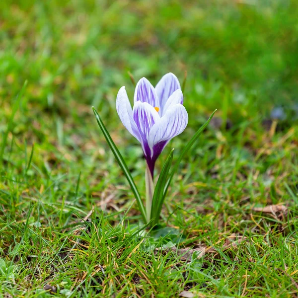 Veilchenkrokusse im Park — Stockfoto