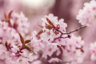 kiraz çiçekleri bahar