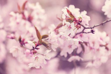 kiraz çiçekleri bahar