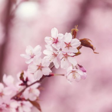 kiraz çiçekleri bahar