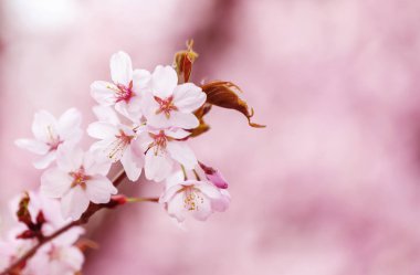 kiraz çiçekleri bahar