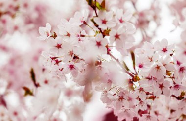 kiraz çiçekleri bahar