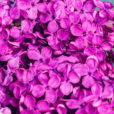 Lila yumuşak çiçek arka plan