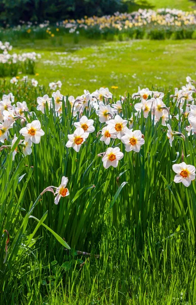 Fioritura campo estivo — Foto Stock