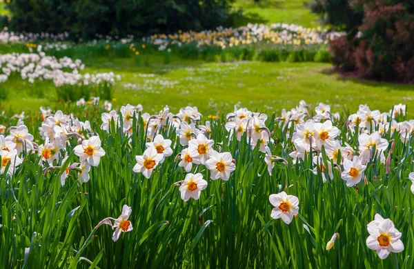 Fioritura campo estivo — Foto Stock