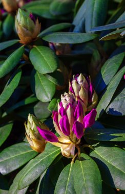 güzel pembe açelya çiçekleri