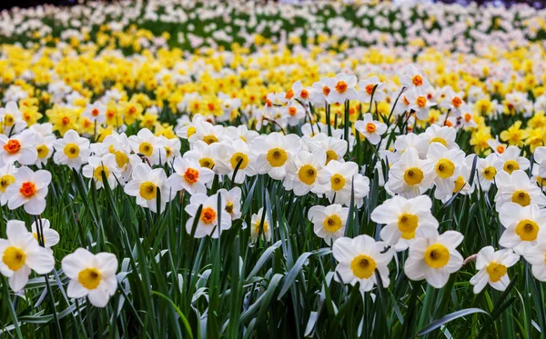 Fioritura campo estivo — Foto Stock