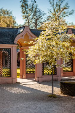 Schwetzingen, Almanya - 19 Nisan 2019: Baharda Pembe Cami ile muhteşem bir park. Schwetzingen, Almanya