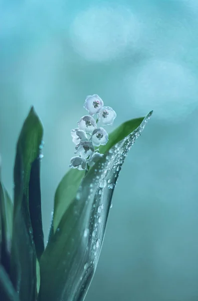 Lily Valley Flowers Water Drops — Stock Photo, Image