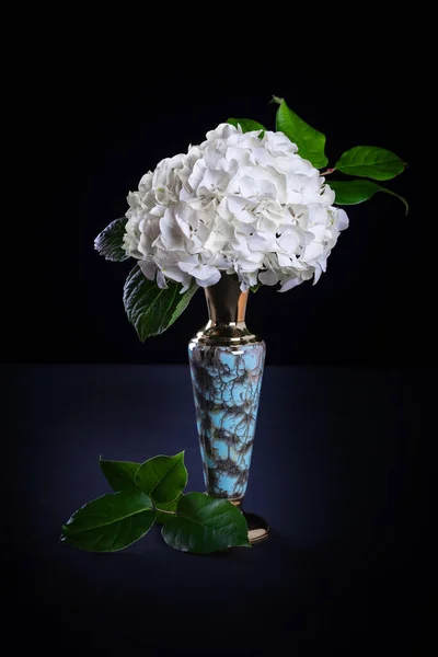 Witte Hortensia Vaas Zwarte Achtergrond — Stockfoto