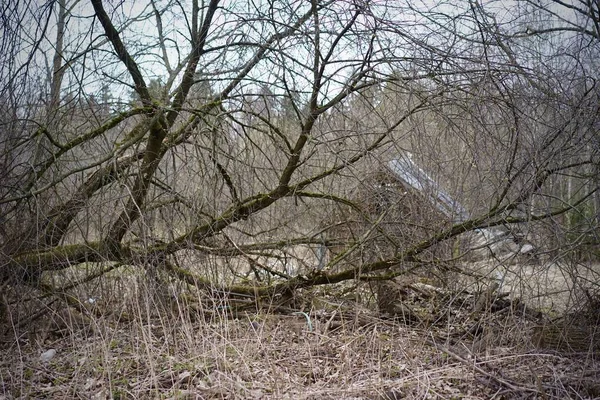 草や木で覆われた古民家 — ストック写真