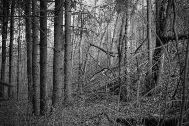 Ladin ormanı sonbahar otlarıyla kaplandı.