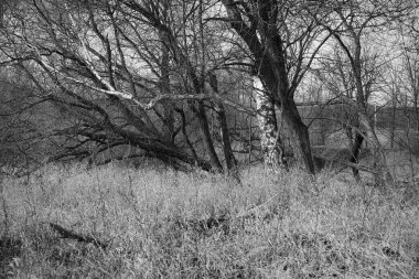 Ağaçlar ve çalılarla çevrili bir huş ağacı, bir dalla güneşe ulaşmaya çalışıyor.