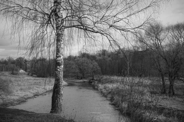 Κλιφ Πάνω Από Ποτάμι Στο Οποίο Φύεται Σημύδα — Φωτογραφία Αρχείου