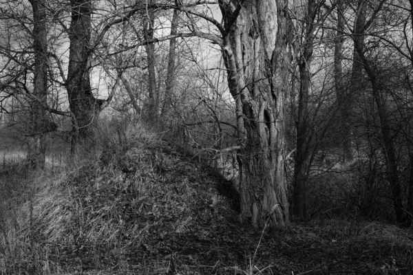 Большой Муравейник Рядом Деревом — стоковое фото