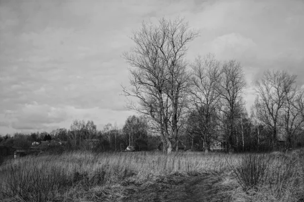 Loin Côté Grand Arbre Vous Pouvez Voir Les Toits Petit — Photo