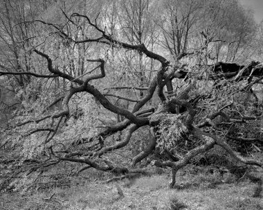 Tahta desenler. Ağaç dalları güzel bir desen oluşturuyor..