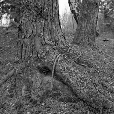 Ahşap desenler. Çam kökleri yere tutunur..