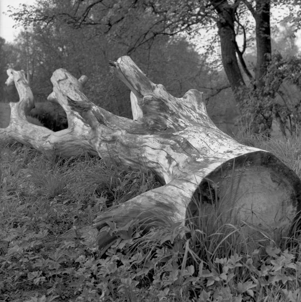 Patrones Madera Árbol Seco Con Hermoso Patrón Superficie —  Fotos de Stock