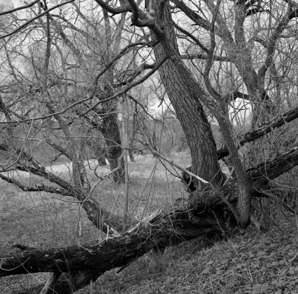 Dřevěné Vzory Větve Stromů Vytvářejí Krásný Vzor — Stock fotografie