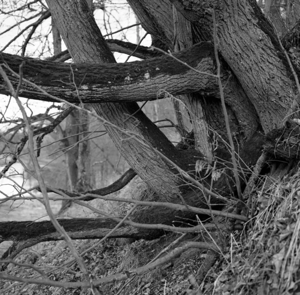 Holzmuster Zweige Bilden Ein Muster — Stockfoto