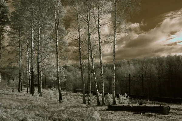 Paisaje Blanco Negro Infrarrojo Cielo Oscuro Crea Efecto Dramático —  Fotos de Stock