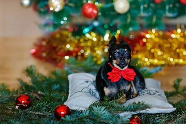 Little black dog with a red bow on the background of the Christmas tree at home. — Stock Photo, Image