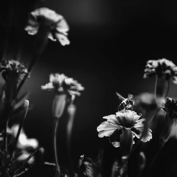 Bee on flower on the dark background. Black and White. — Stock Photo, Image