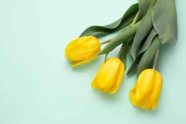 Cyan arka planda taze bahar sarı çiçek lalelerinin renkli bir fotoğrafı. Mutlu Paskalyalar ve Anneler Günü kartları..