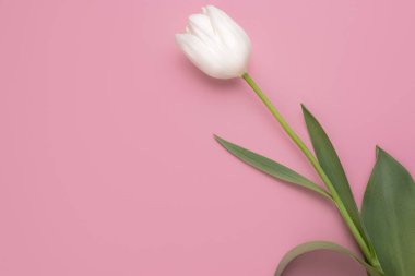 Pembe arka planda taze bahar çiçeği lalelerinin renkli bir fotoğrafı. Mutlu Paskalyalar ve Anneler Günü kartları..