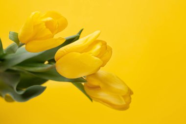 Sarı arka planda taze bahar çiçeği lalelerinin renkli bir fotoğrafı. Mutlu Paskalyalar ve Anneler Günü kartları..