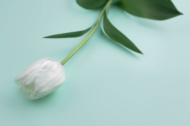 Cyan arka planda taze bahar pembe çiçek lalelerinin renkli fotoğrafı. Mutlu Paskalyalar ve Anneler Günü kartları..