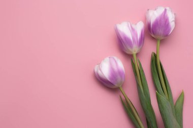Pembe arka planda taze bahar çiçeği lalelerinin renkli bir fotoğrafı. Mutlu Paskalyalar ve Anneler Günü kartları..