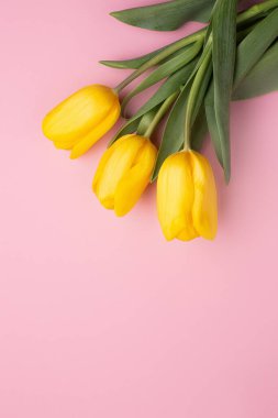 Pembe arka planda taze bahar sarı çiçek lalelerinin renkli fotoğrafı. Mutlu Paskalyalar ve Anneler Günü kartları..