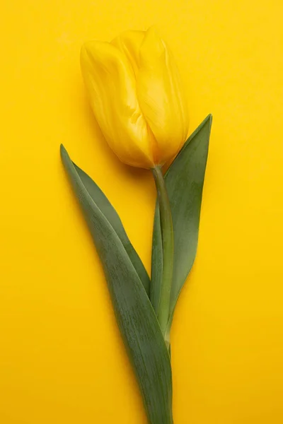 Photo colorée de tulipes fraîches de fleurs de printemps sur fond jaune. Joyeuse carte Pâques et Fête des Mères . — Photo